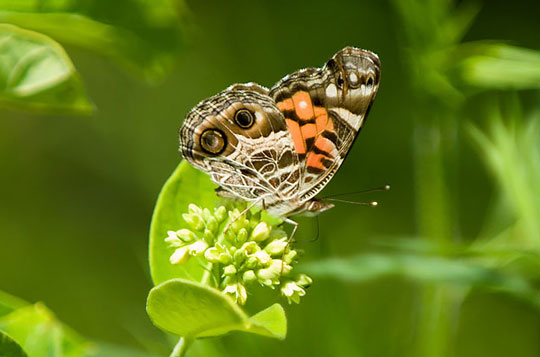 Biodiversity - Biopolicy