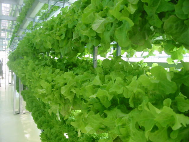 Hydroponics greenhouse