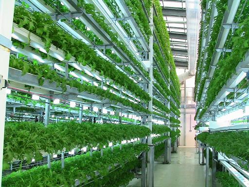 Hydroponics greenhouse