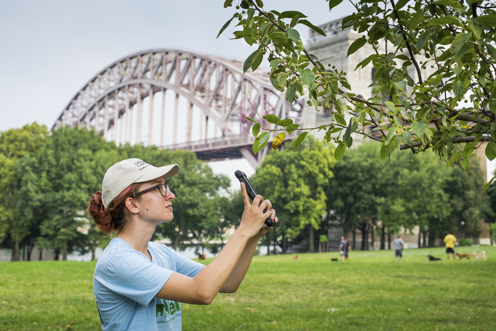 The Conservancy’s LEAF and Healthy Trees, Healthy Cities program interns, monitor trees impacted by Hurricane Sandy in New York City. Photo © Karine Aigner